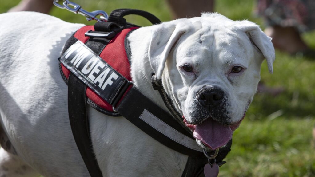 deaf dog