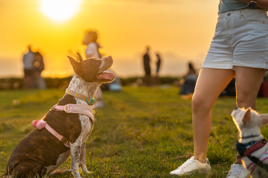 dog being walked at sunset
