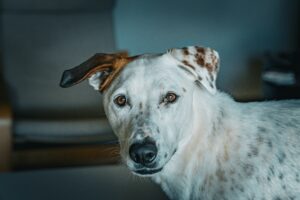 how to train a deaf dog