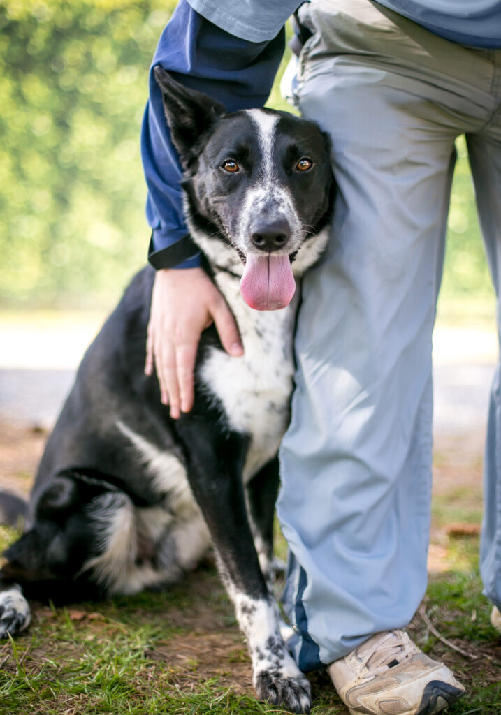 mixed breed dog with owner