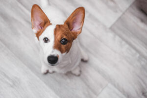 why is your dog training hitting a plateau