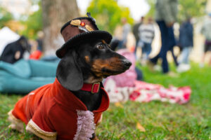 bringing dogs to festivals