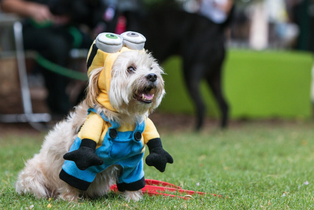 safe dog socialization at festivals